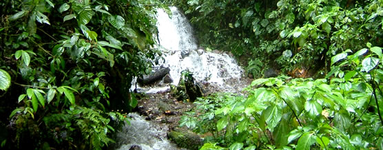 Amazon&iacute;a Ecuatoriana &copy; Camilo Andrade