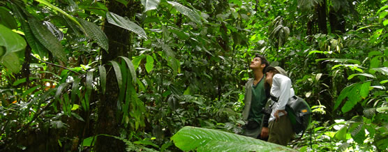 Bosque de The Choc&oacute; &copy; Marcelo Arteaga