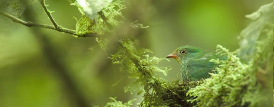 Verde Milenio - Contact us © Murray Cooper