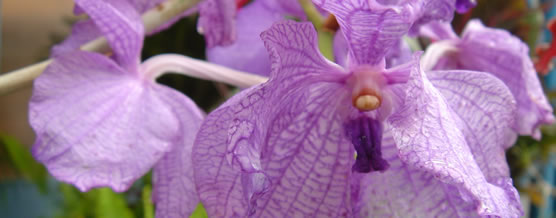 Verde Milenio &copy; Marcelo Arteaga