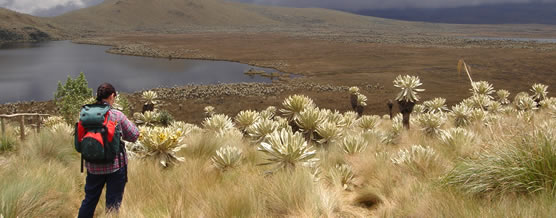P&aacute;ramo de El Angel &copy; Christofer Greaves