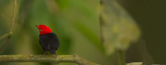 Ave - &copy; Murray Cooper