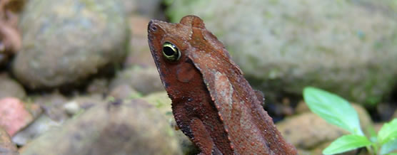 Rana &copy; Rodrigo Salas