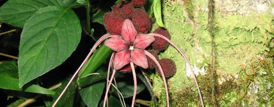 Herrania (Theobroma) mariae. Familia: Sterculiaceae. &copy; Patricio Gaybor