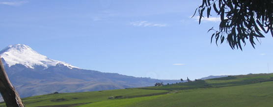 Verde Milenio - Contenido del Sitio